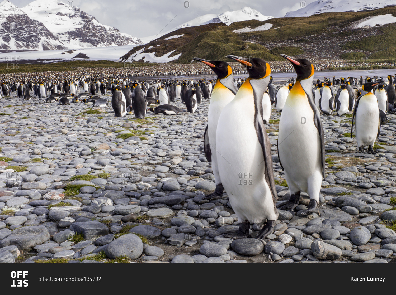 Королевский Пингвин экологическая ниша