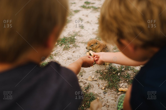 Children giving peanut to a marmot