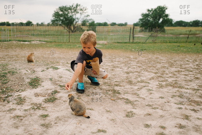 Boy feeding marmot