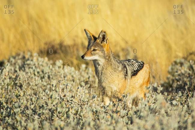 Watchful black-backed jackal in Etosha National Park, Namibia