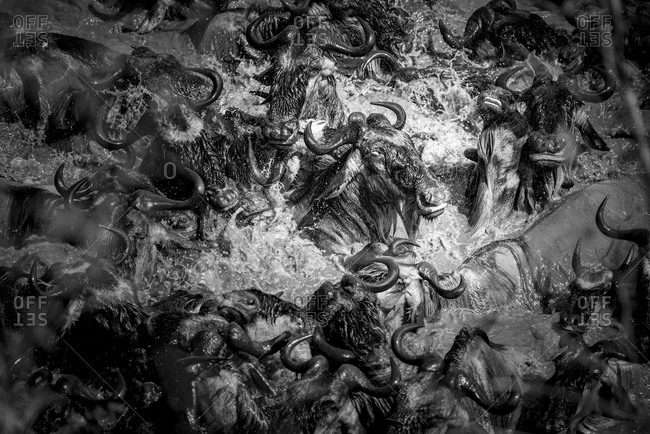 Wildebeest herd crossing the Mara River in Kenya