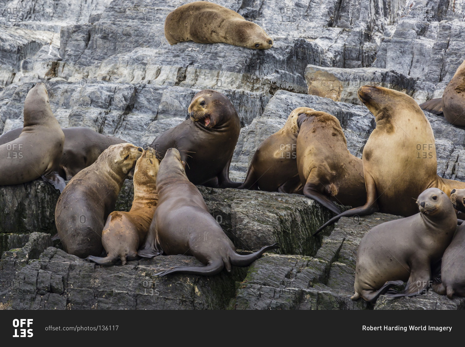 South American sea lions (Otaria flavescens) in breeding colony hauled out on small islets just outside Ushuaia