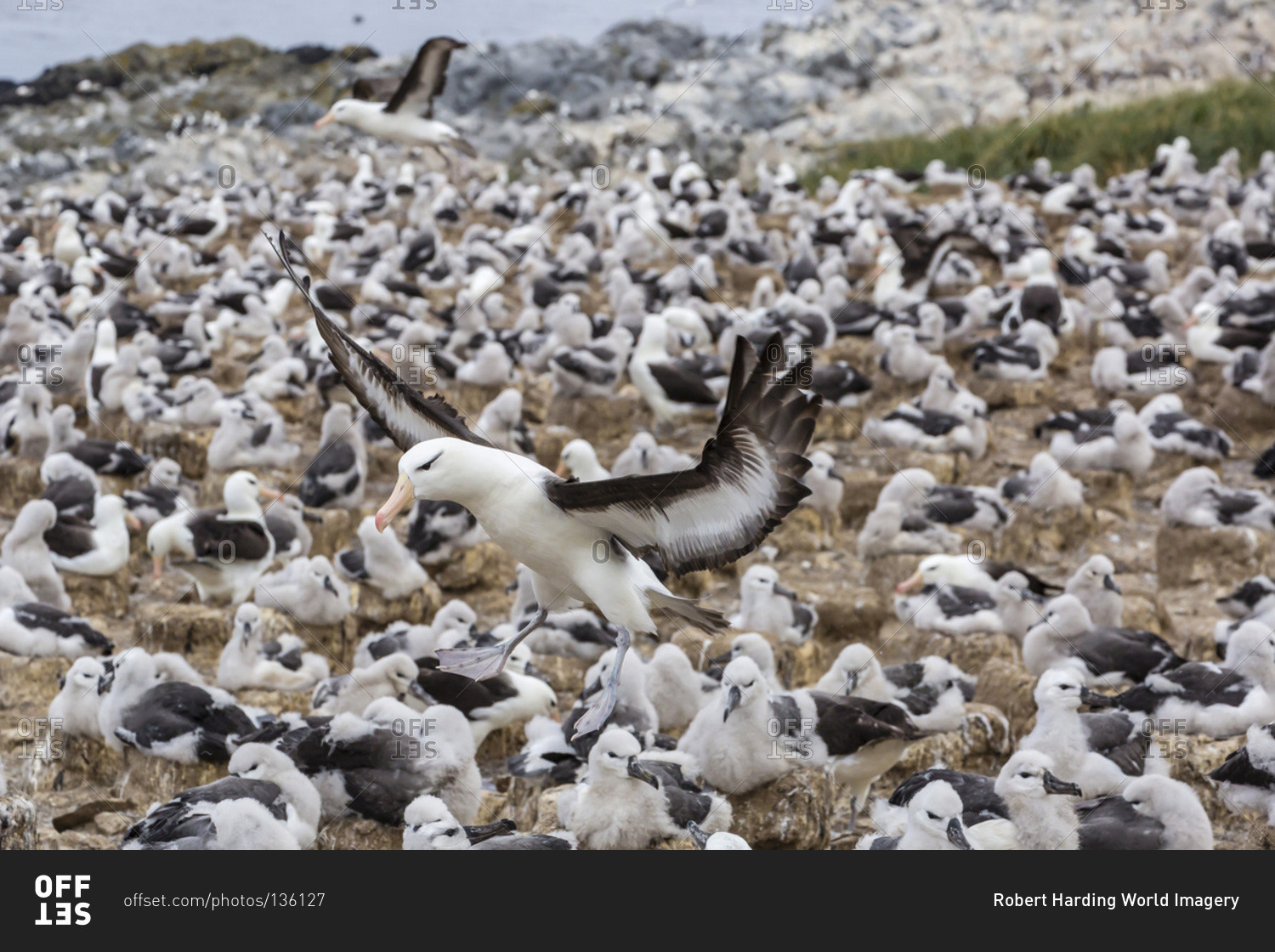 Adult black-browed albatross (Thalassarche melanophris) landing in breeding colony on Steeple Jason Island