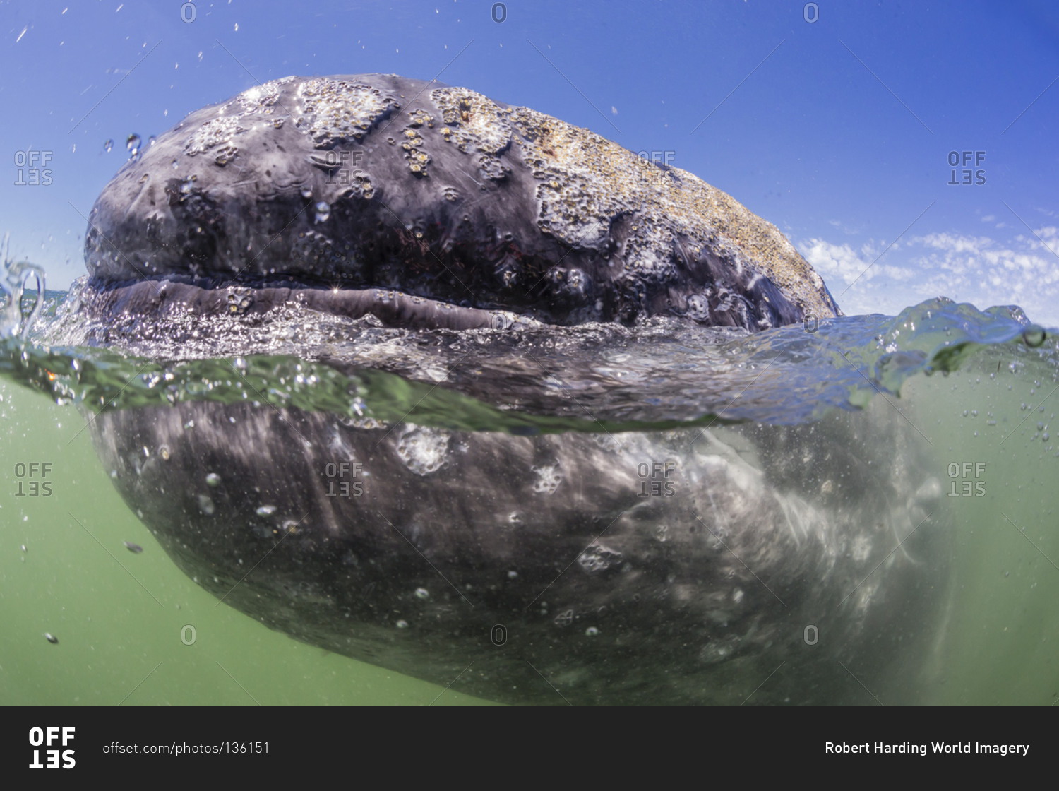California gray whale (Eschrichtius robustus) approaching Zodiac underwater in Magdalena Bay
