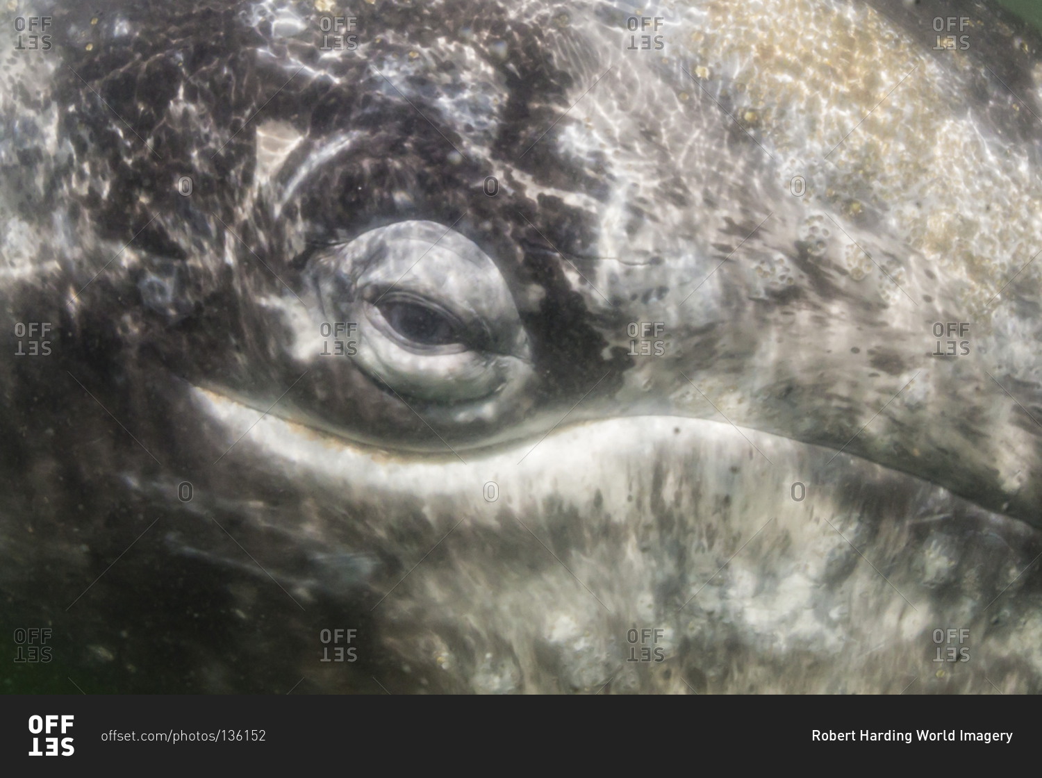 Close up of California gray whale (Eschrichtius robustus) approaching Zodiac underwater in Magdalena Bay