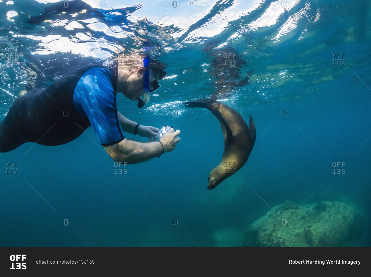 Young California sea lion (Zalophus californianus) with snorkeler underwater at Los Islotes