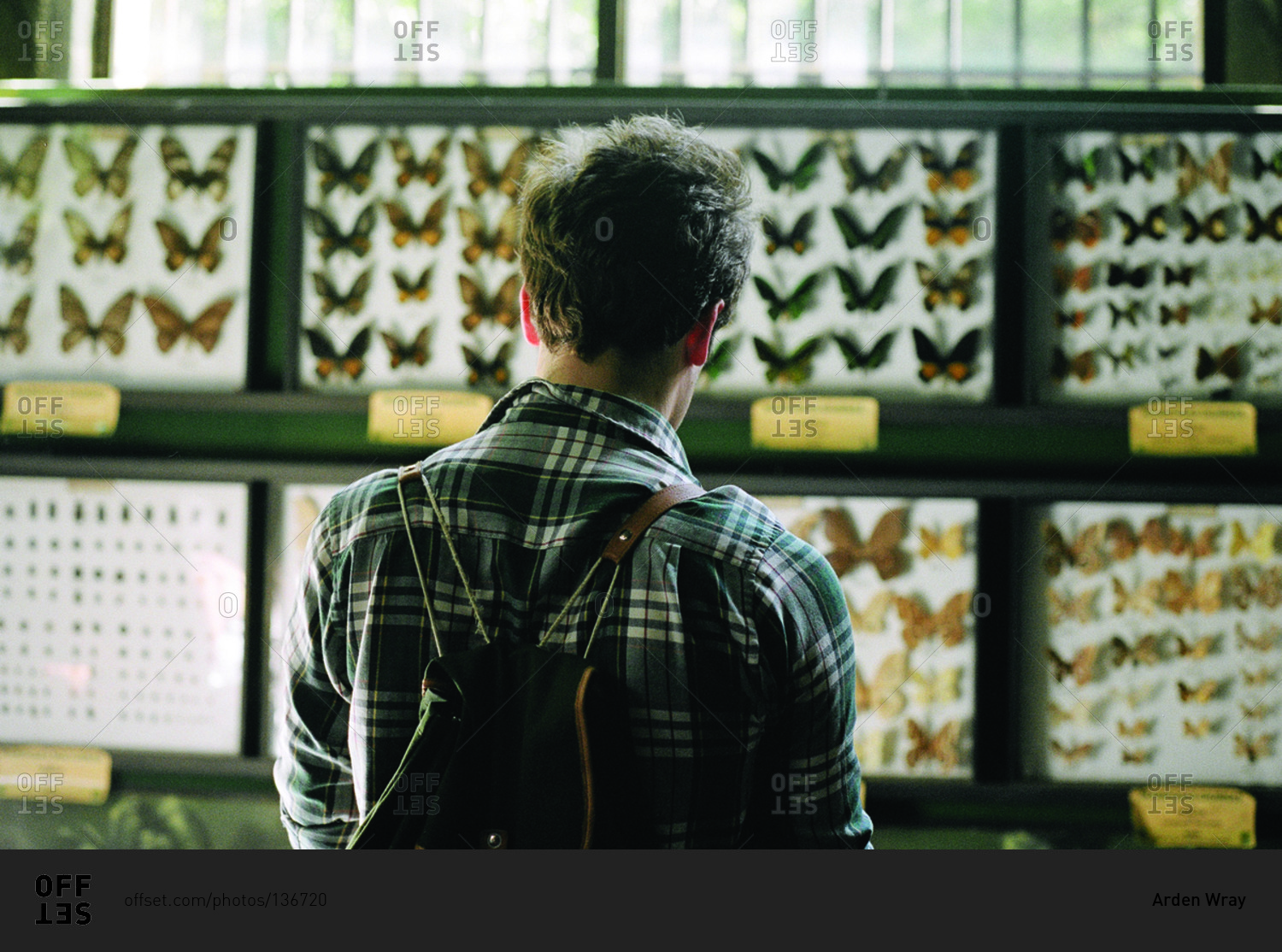 Man looking at butterfly specimens in insect displays