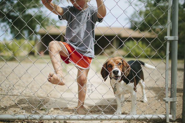 beagle climbing fence