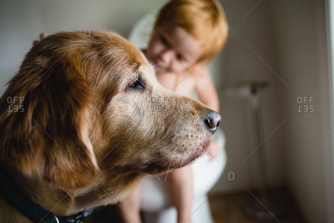 Watchful dog with a redhead girl