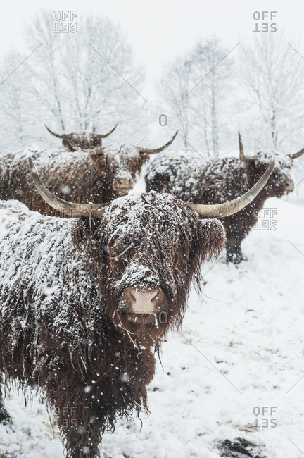 highland cattle snow