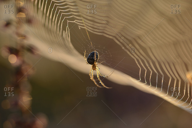European garden spider, Araneus diadematus, hanging at spider's web