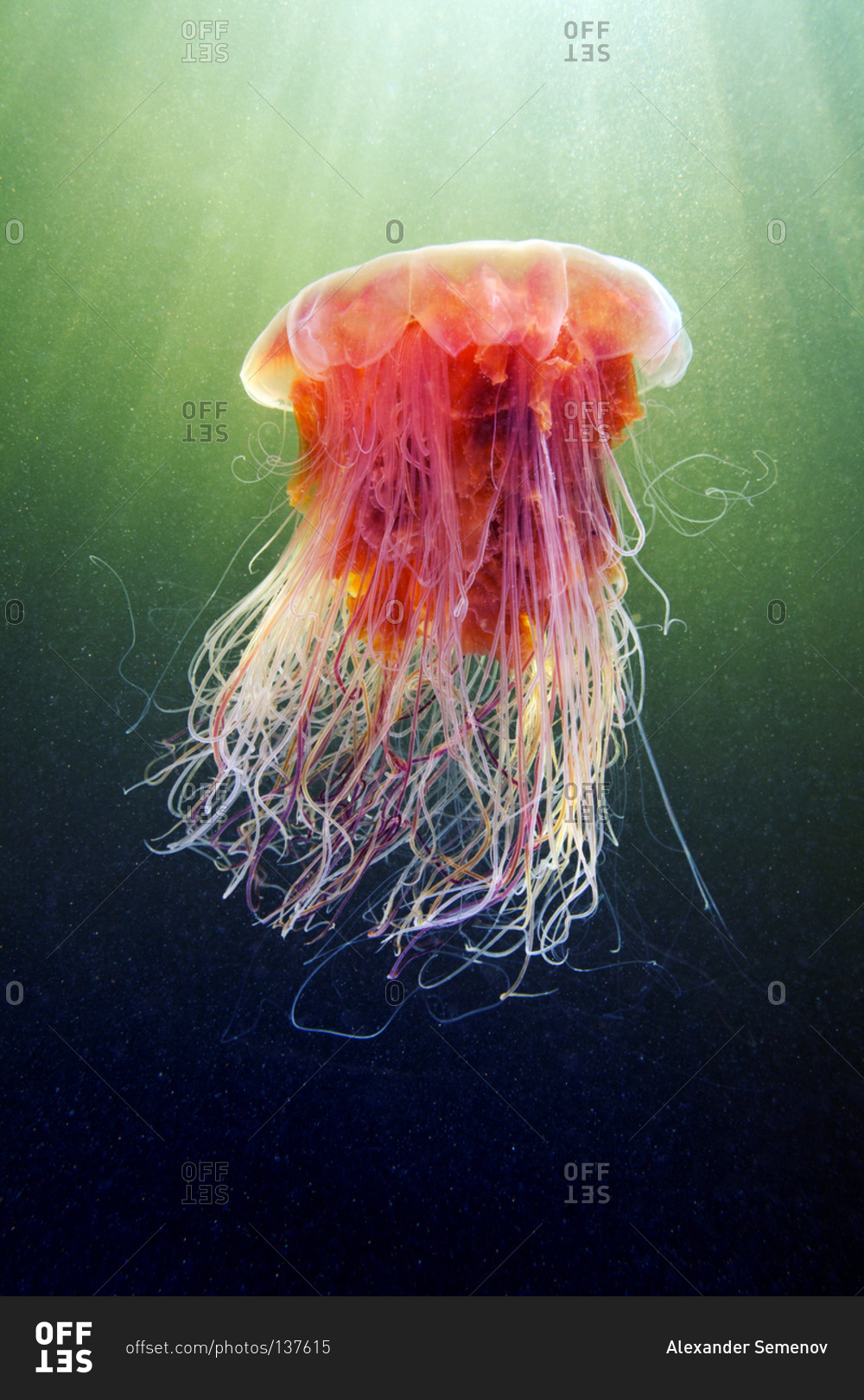 Арктическая медуза цианея