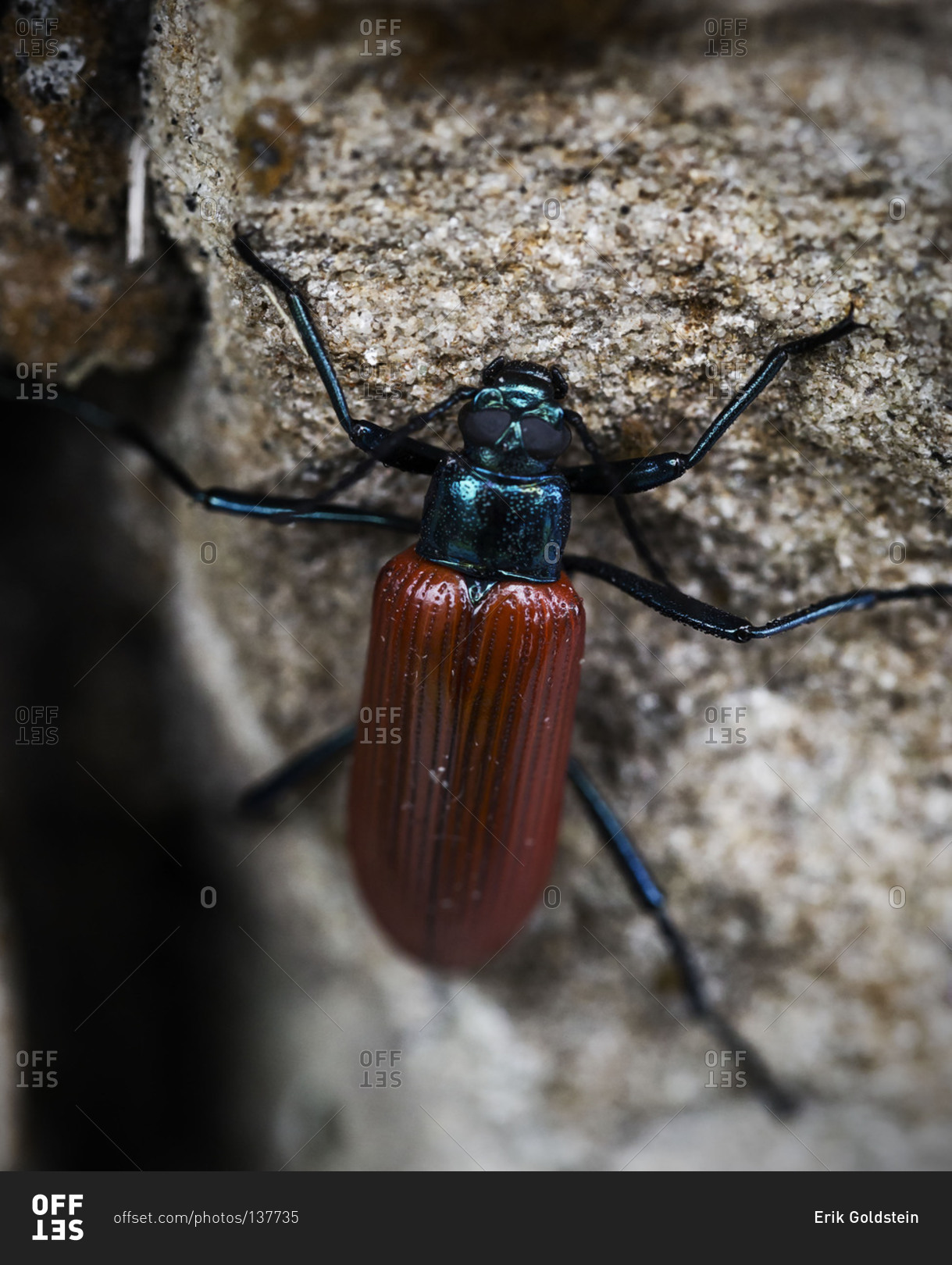 Brown beetle on stone