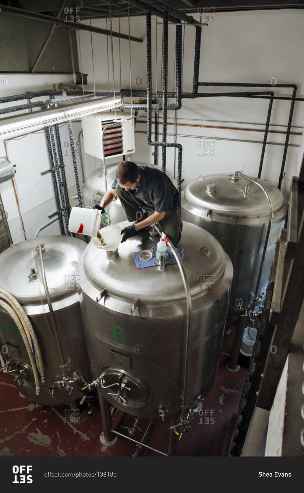 An artisanal brewer dry hopping beer during fermentation stock photo