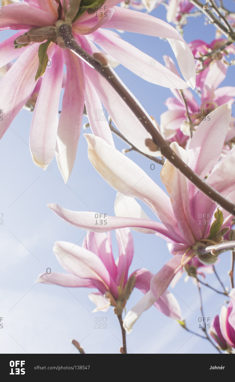 Pink magnolia flowers, close-up