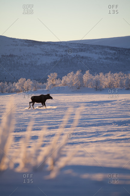 Moose at winter - Offset Collection