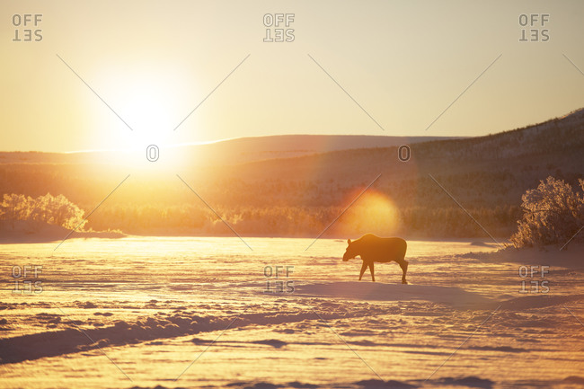 Moose at winter - Offset Collection