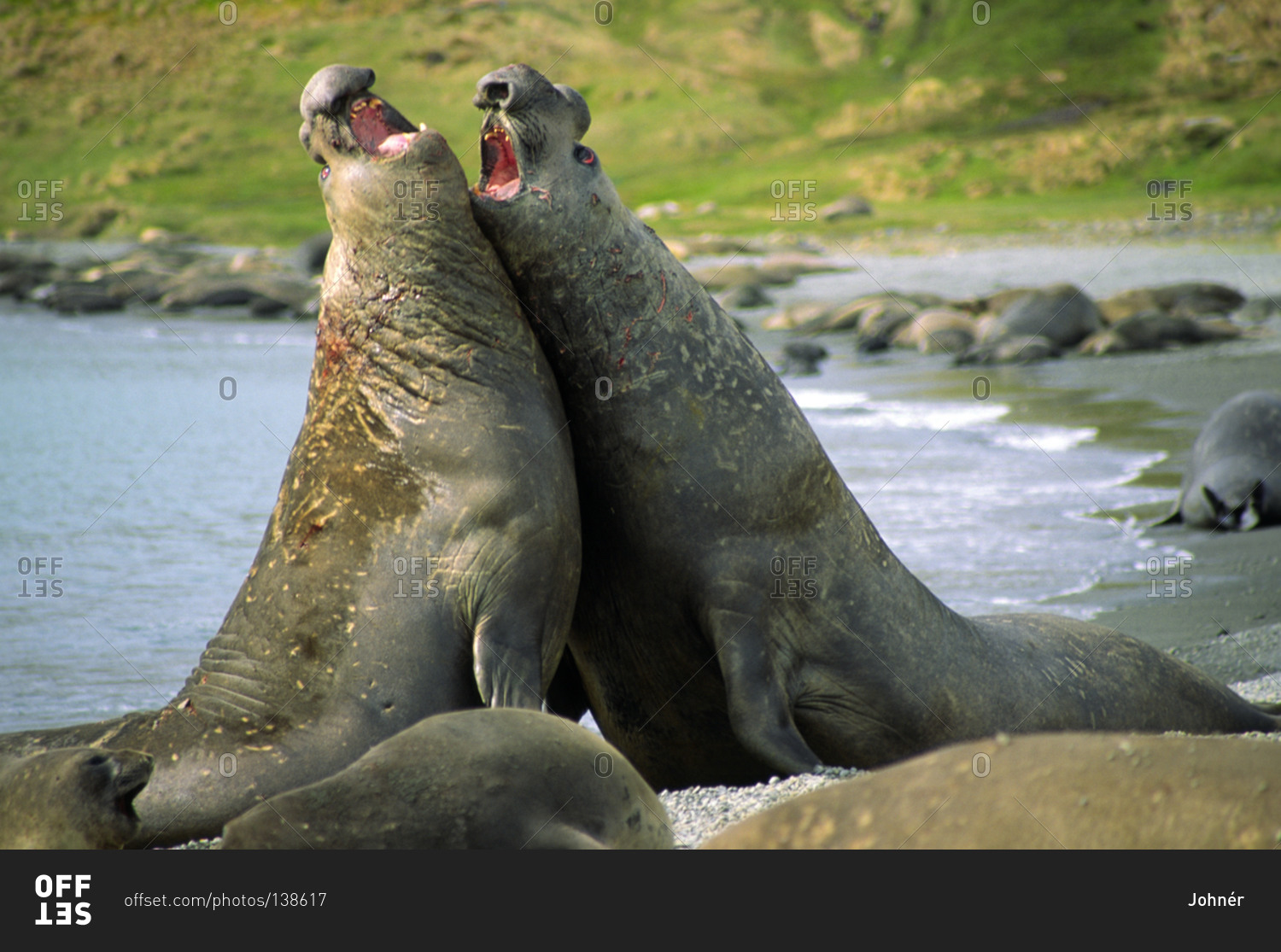 Walruses Fighting From The Offset Collection Stock Photo - Offset