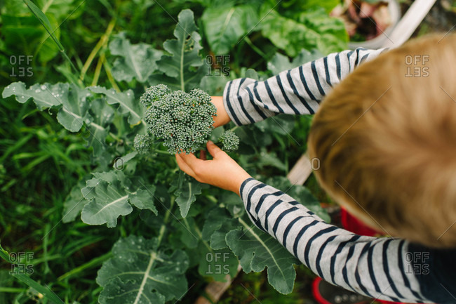 Overhead view of boy picking Broccolini