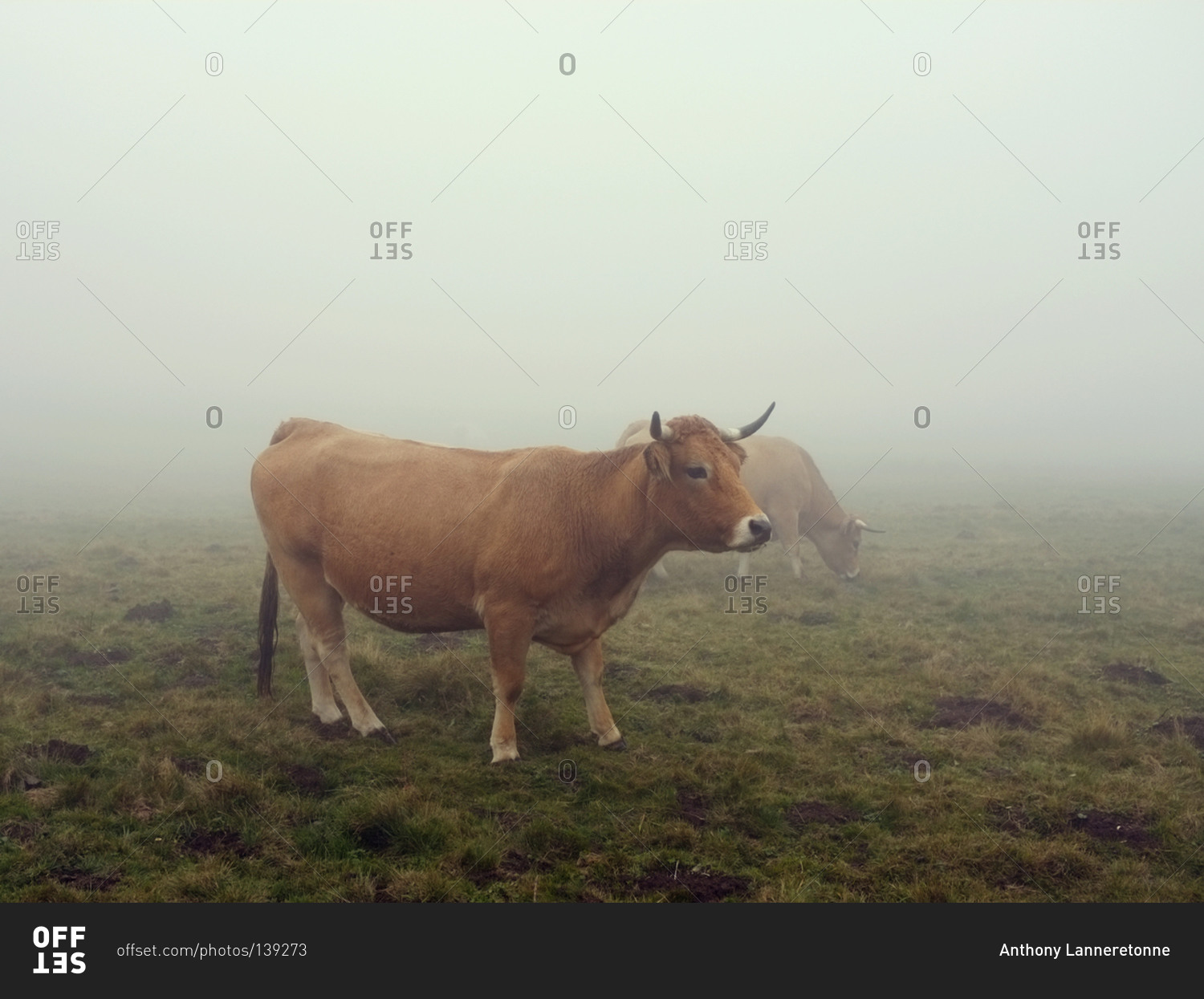 Aubrac cattle grazing in a foggy field in Aveyron, France