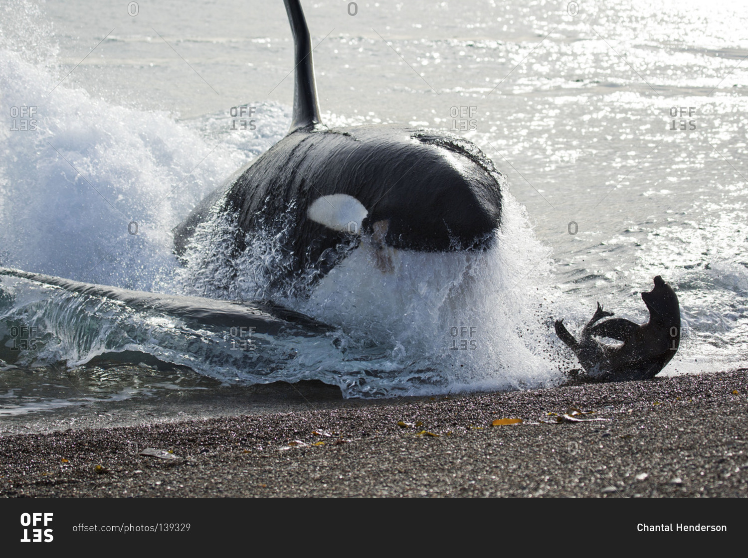 Killer whale beaching itself to try to catch a seal