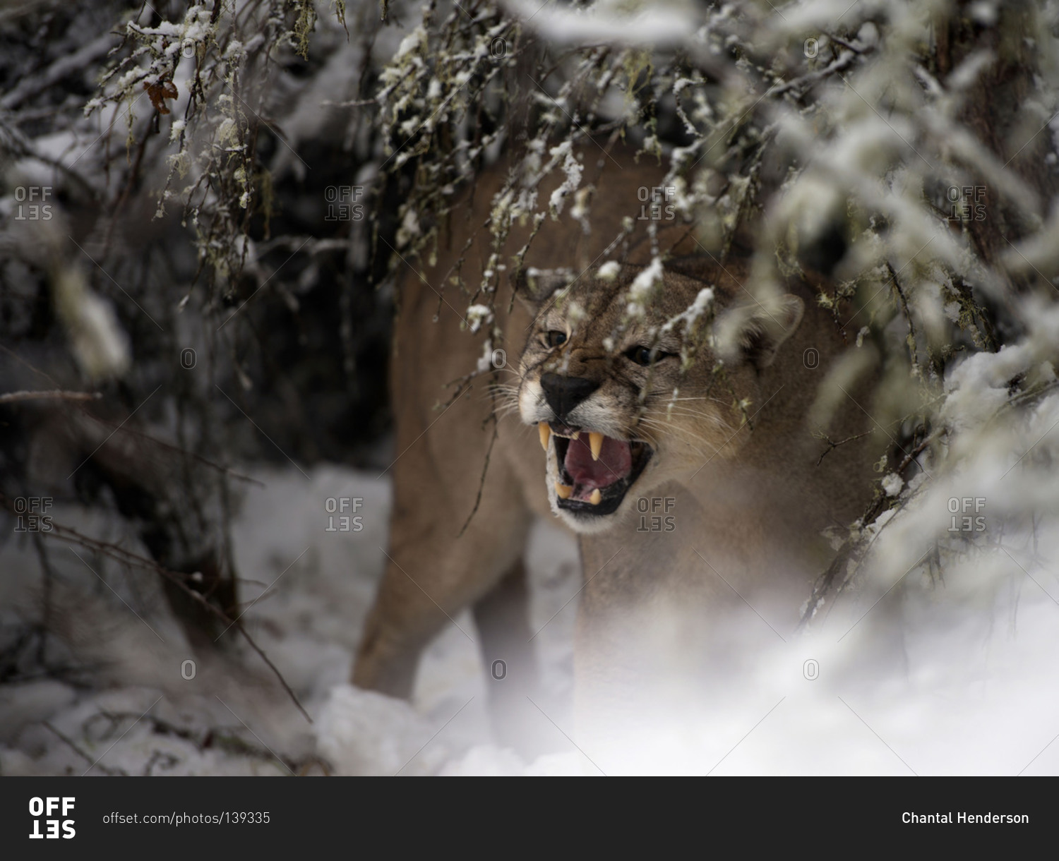 Puma snarling in the snow