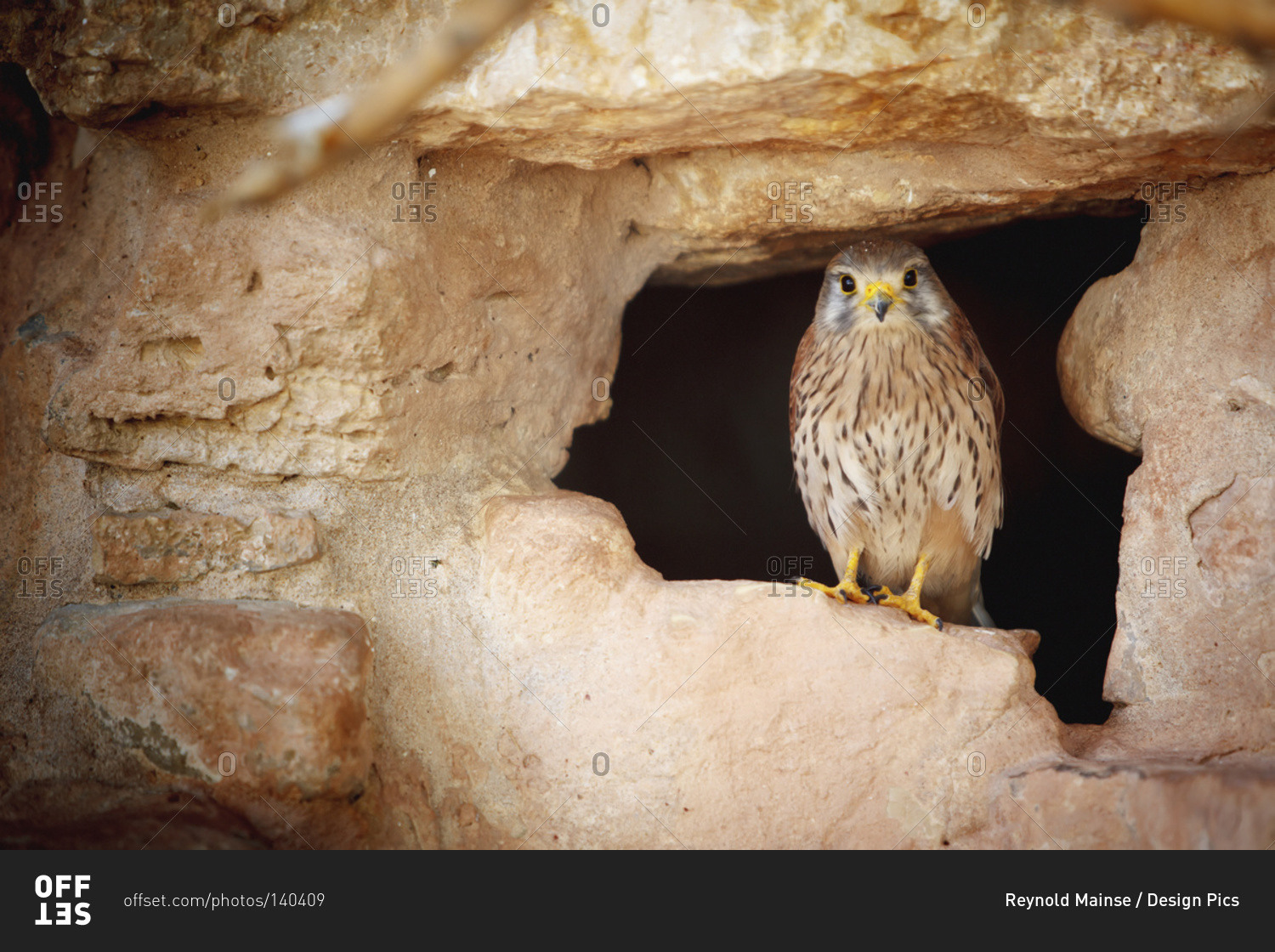 Bird perched in the opening of a cave, Israel