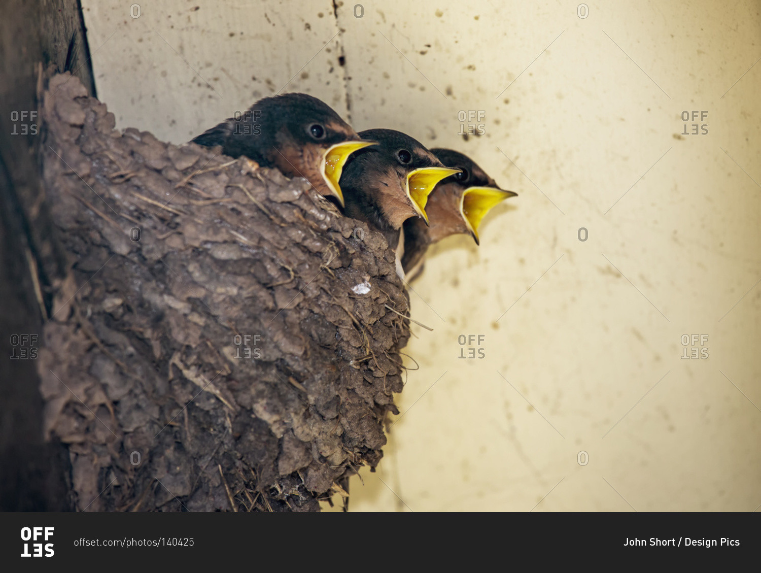 Three baby birds in a nest calling to their mother