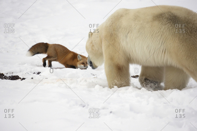 Polar bear trying to catch a fox while the fox taunts the bear