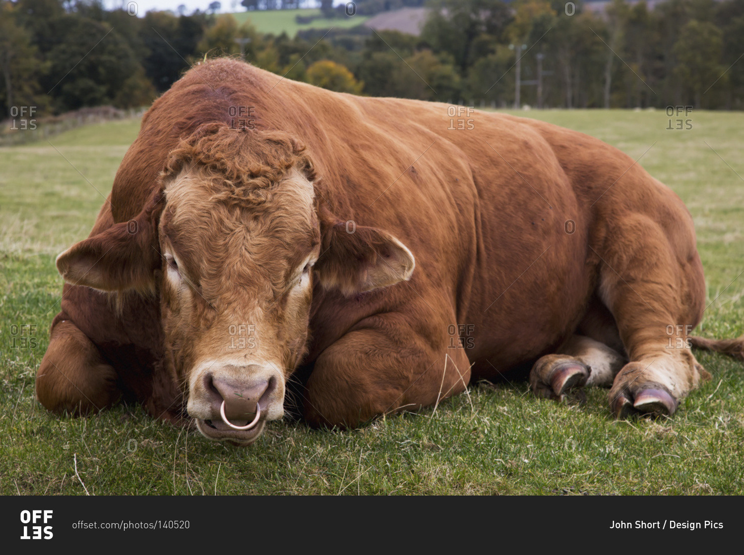 корова с кольцом в носу фото