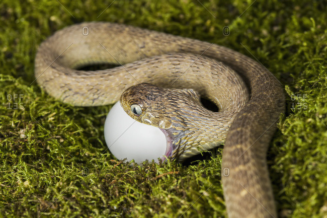 A snake attacking an egg