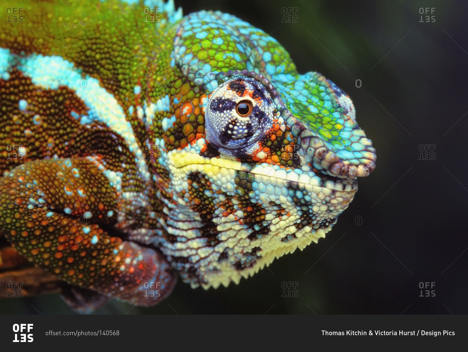 Male Panther Chameleon (furcifer pardalis)