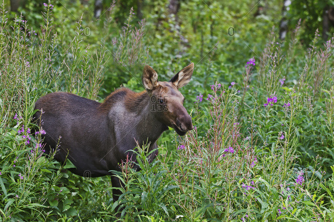 A young moose (alces alces) calf in some spent fireweed