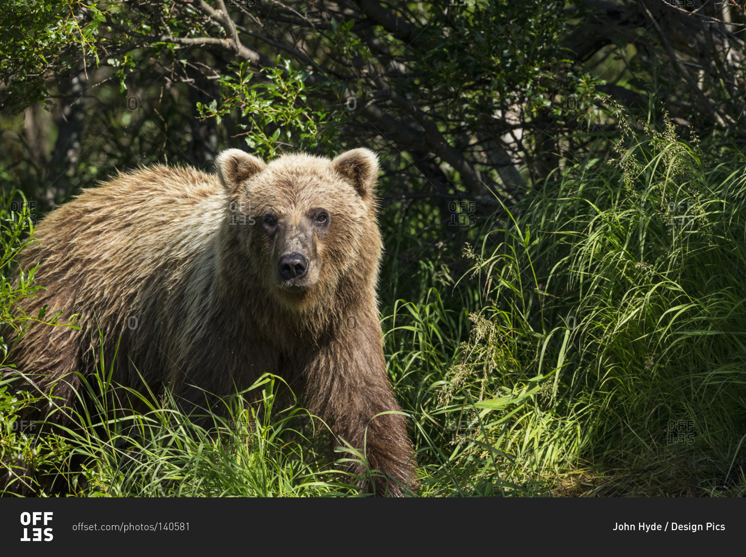 A brown bear emerges from the brush along a small stream in Katmai National Park