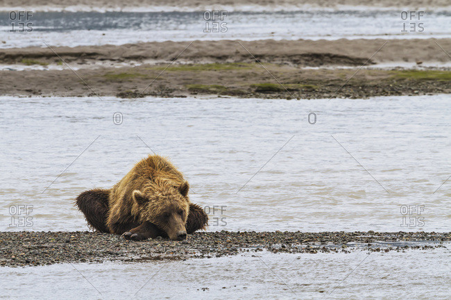A coastal brown bear lies on a small gravel bar on vast tidal flats, Alaska