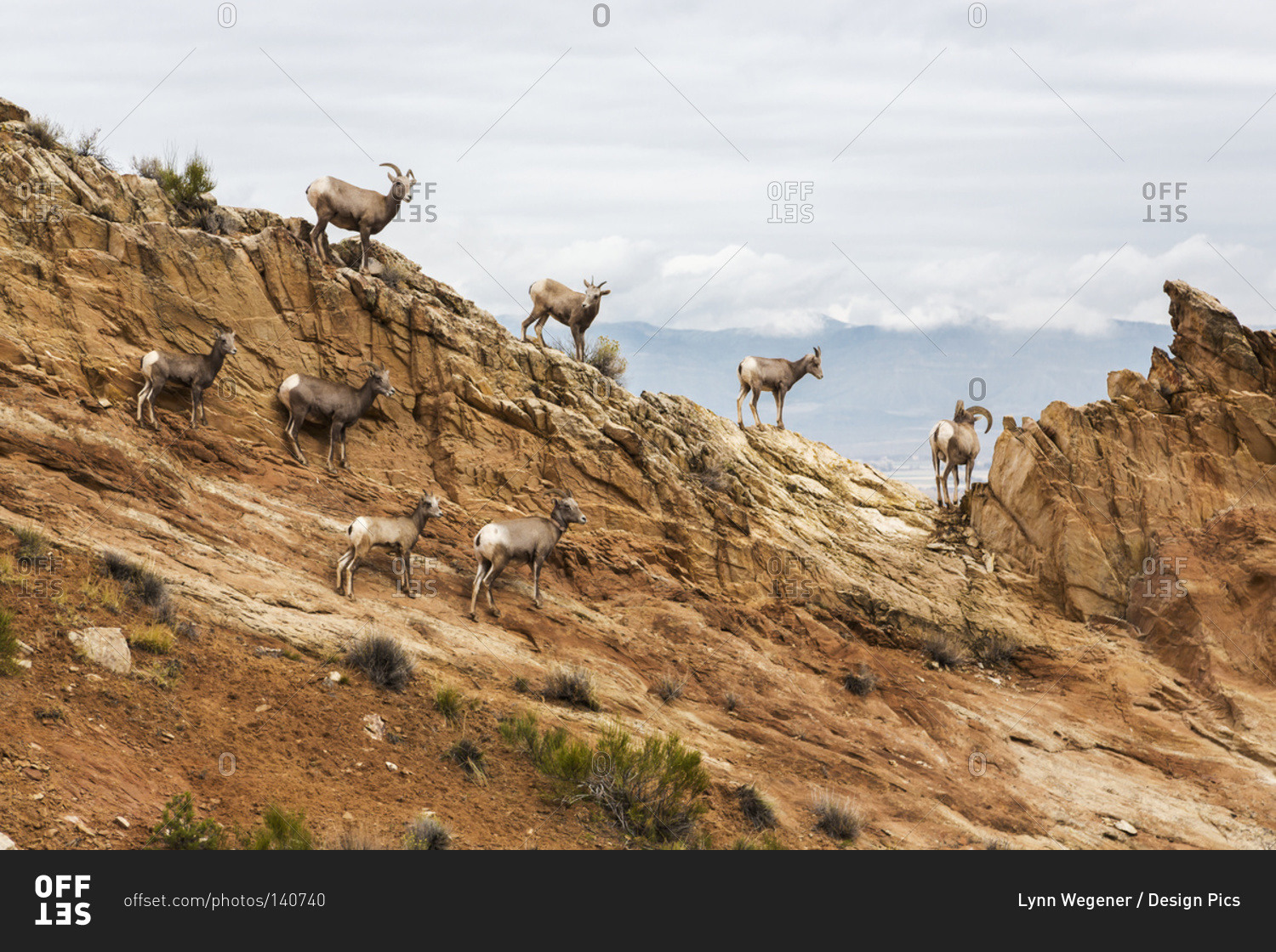 A herd of desert Bighorn sheep (Ovis canadensis) ewes and rams standing on a rocky hillside in the Colorado National Monument in autumn