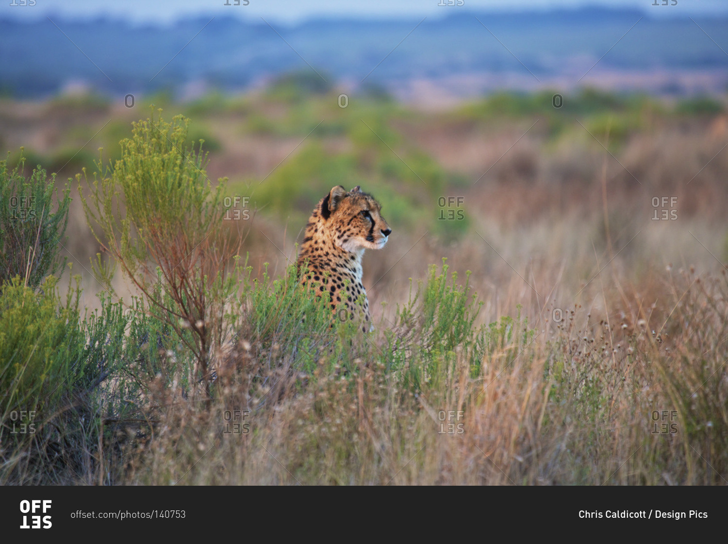 Cheetah sitting in the tall grass, South Africa
