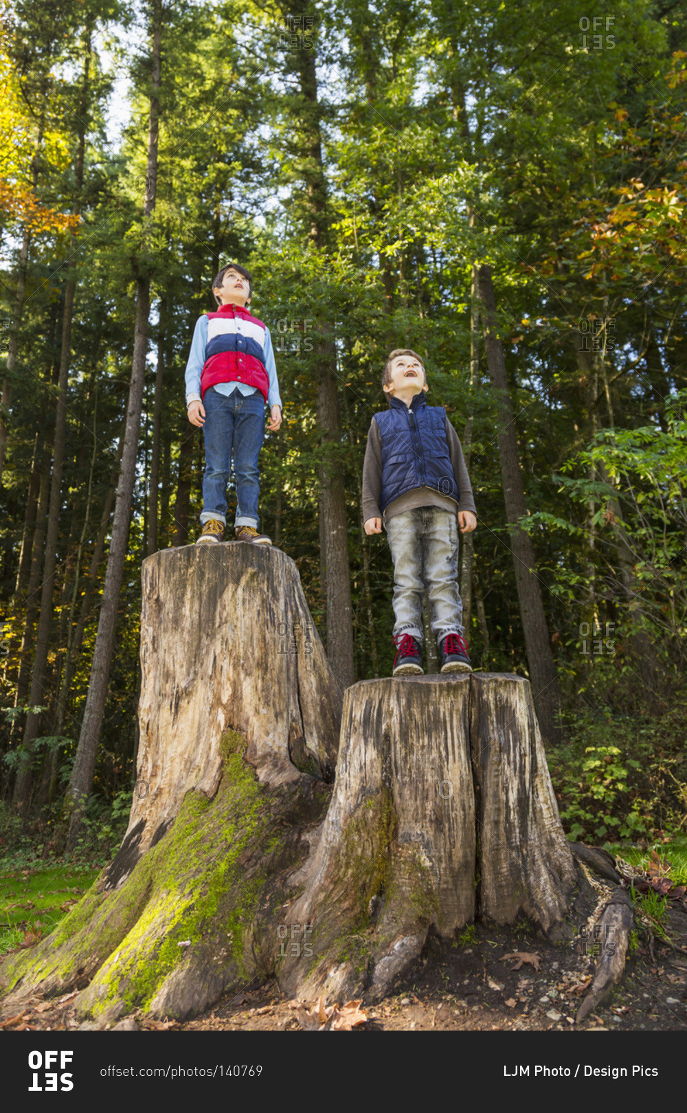 Two brothers standing on tree stumps in a redwood forest