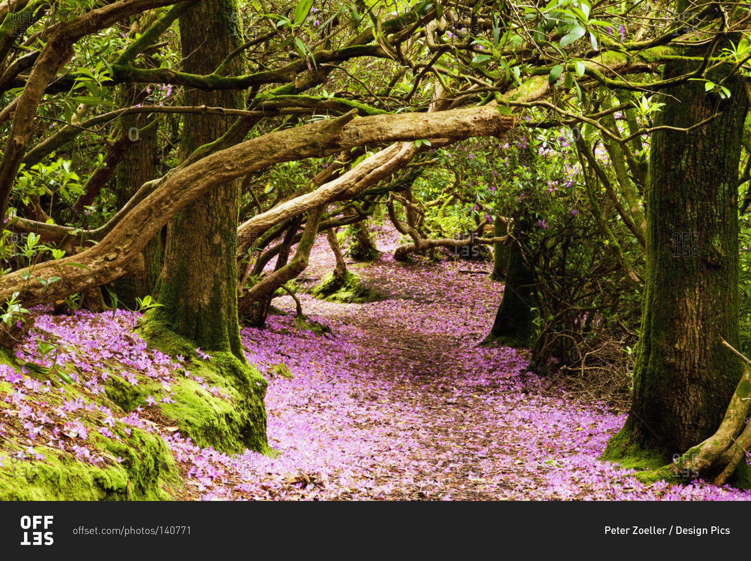 A path in a forest covered with pink flower petals, Reenagross, Kenmare, County Kerry, Ireland
