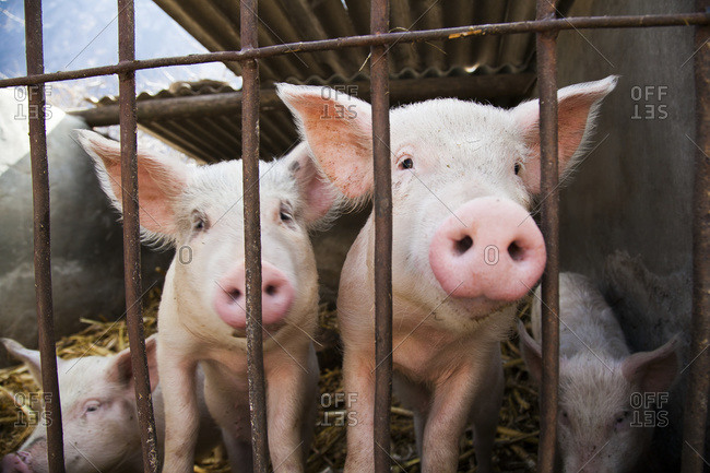 Pigs poke snouts through enclosure