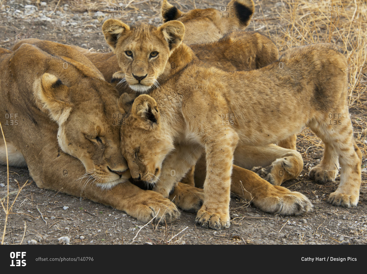 A lion and her cubs, Tanzania, Africa