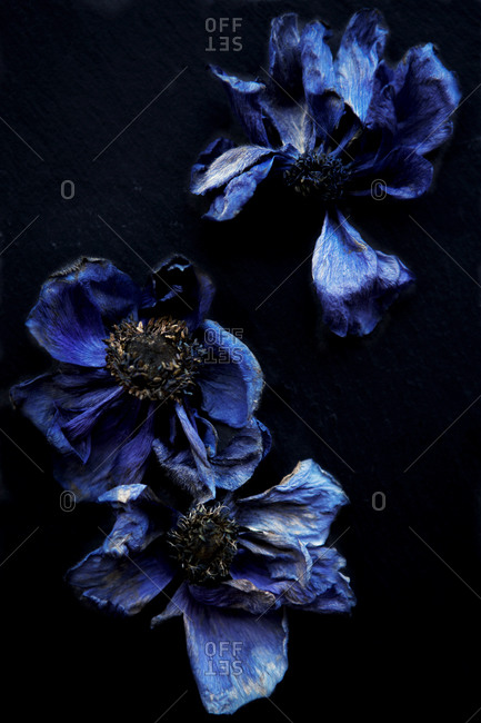 Dried blue anemone flowers - Offset