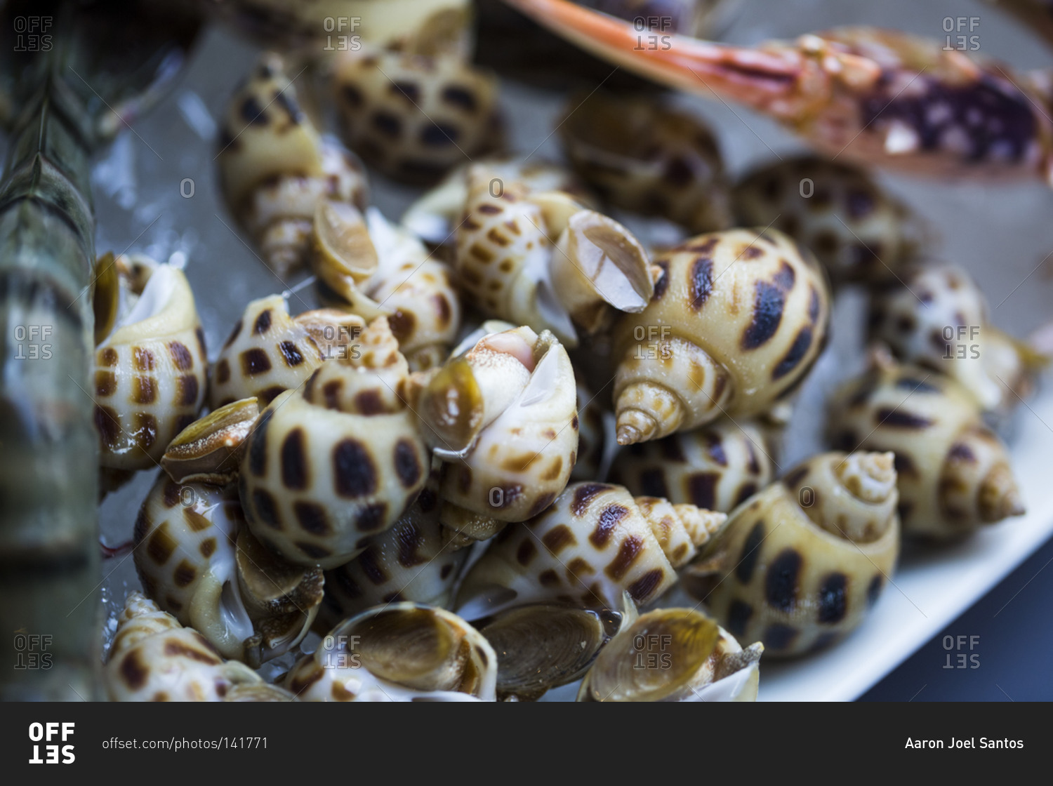Close up of fresh snails on display at a restaurant in Danang, Vietnam
