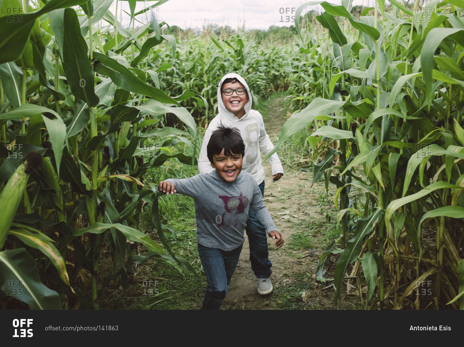 Children explore a corn field stock photo OFFSET