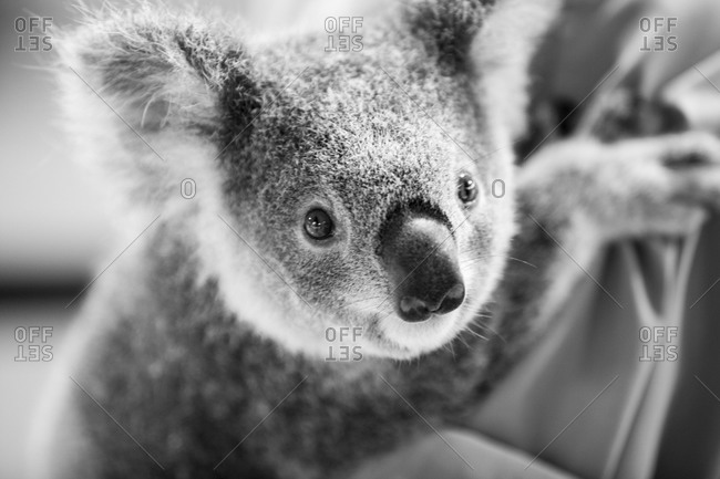 Close up of a koala