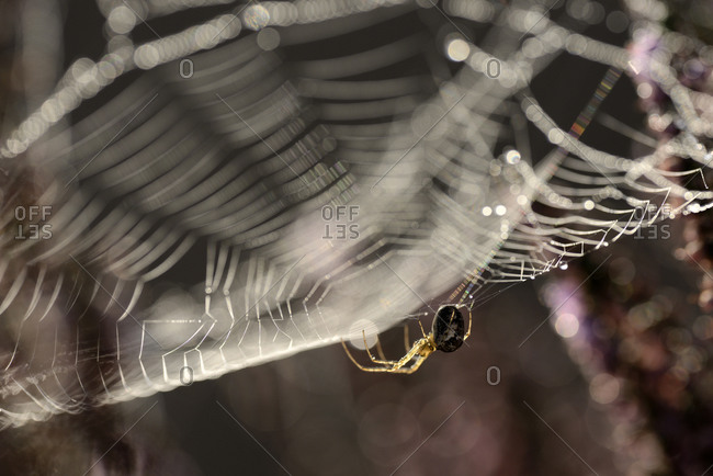 Garden spider, Araneus diadematus, hanging at spider's net