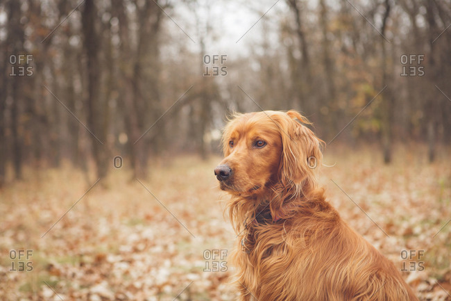 Portrait of a watchful Golden Retriever in a forest