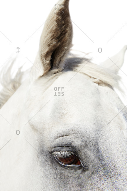 Close up of watchful horse