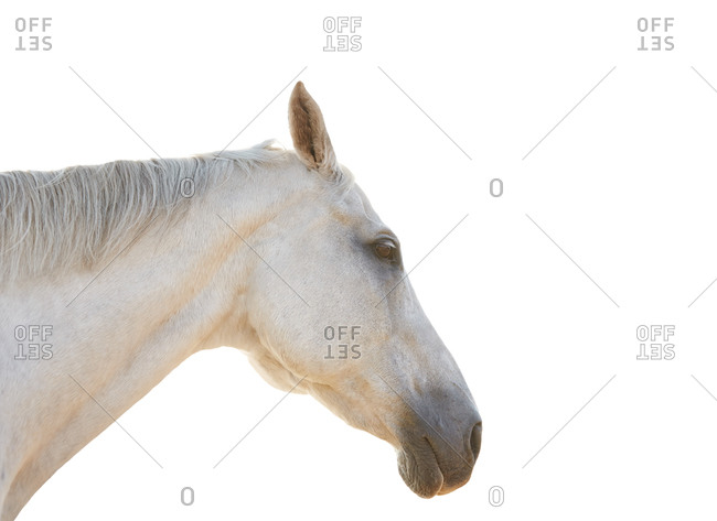 Profile portrait of a horse