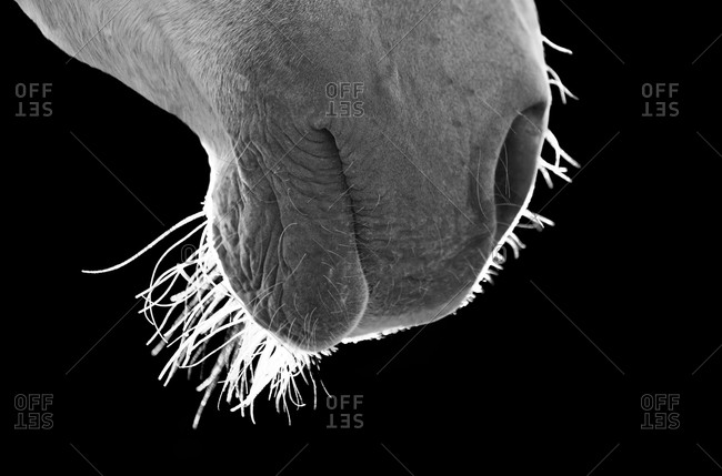 Detail of the muzzle of a horse